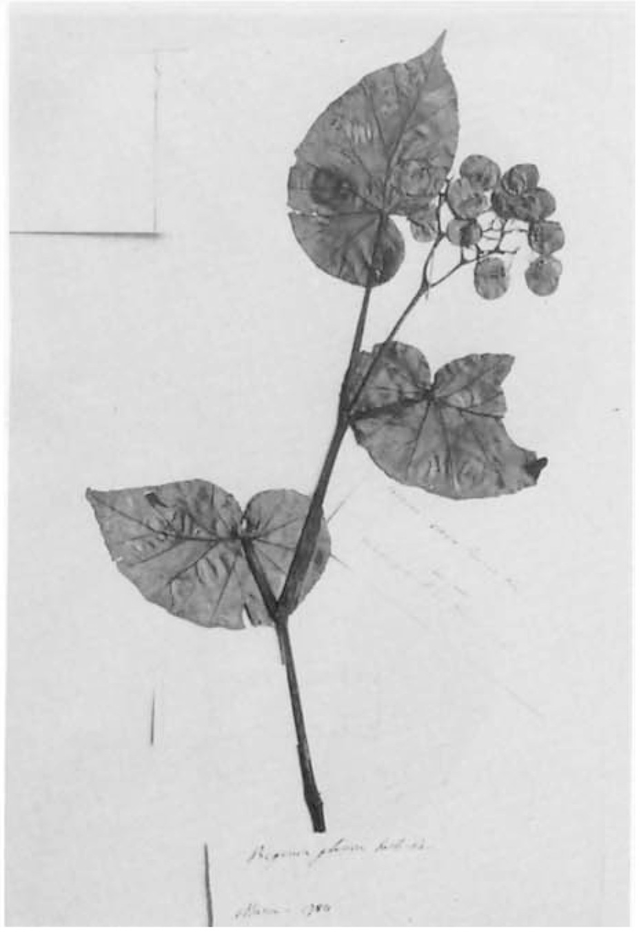 B. glauca